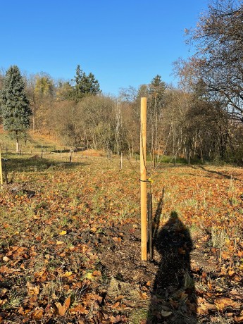 [2025-11-08]_sazeni_stromku_na_rene_0119