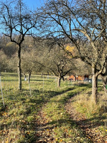 [2025-11-08]_sazeni_stromku_na_rene_0120