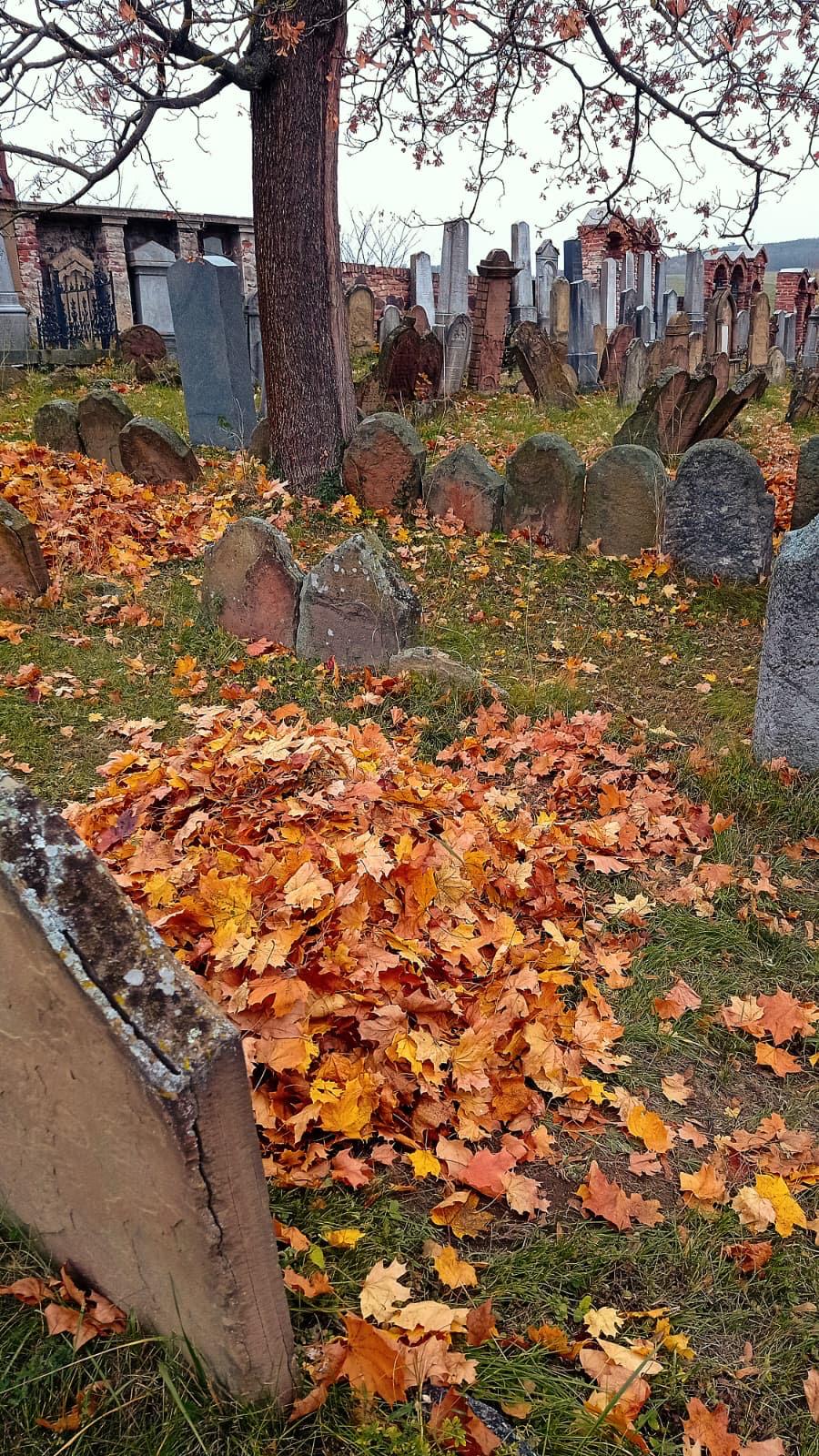 [2025-11-01]_uklid_zidovskeho_hrbitova_0014