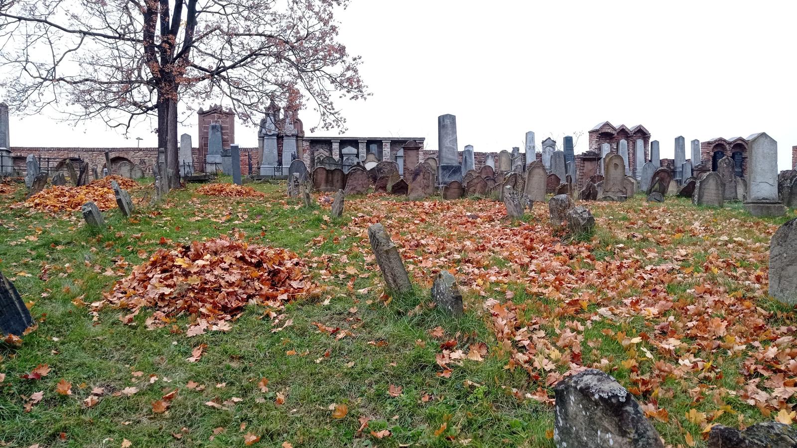 [2025-11-01]_uklid_zidovskeho_hrbitova_0053