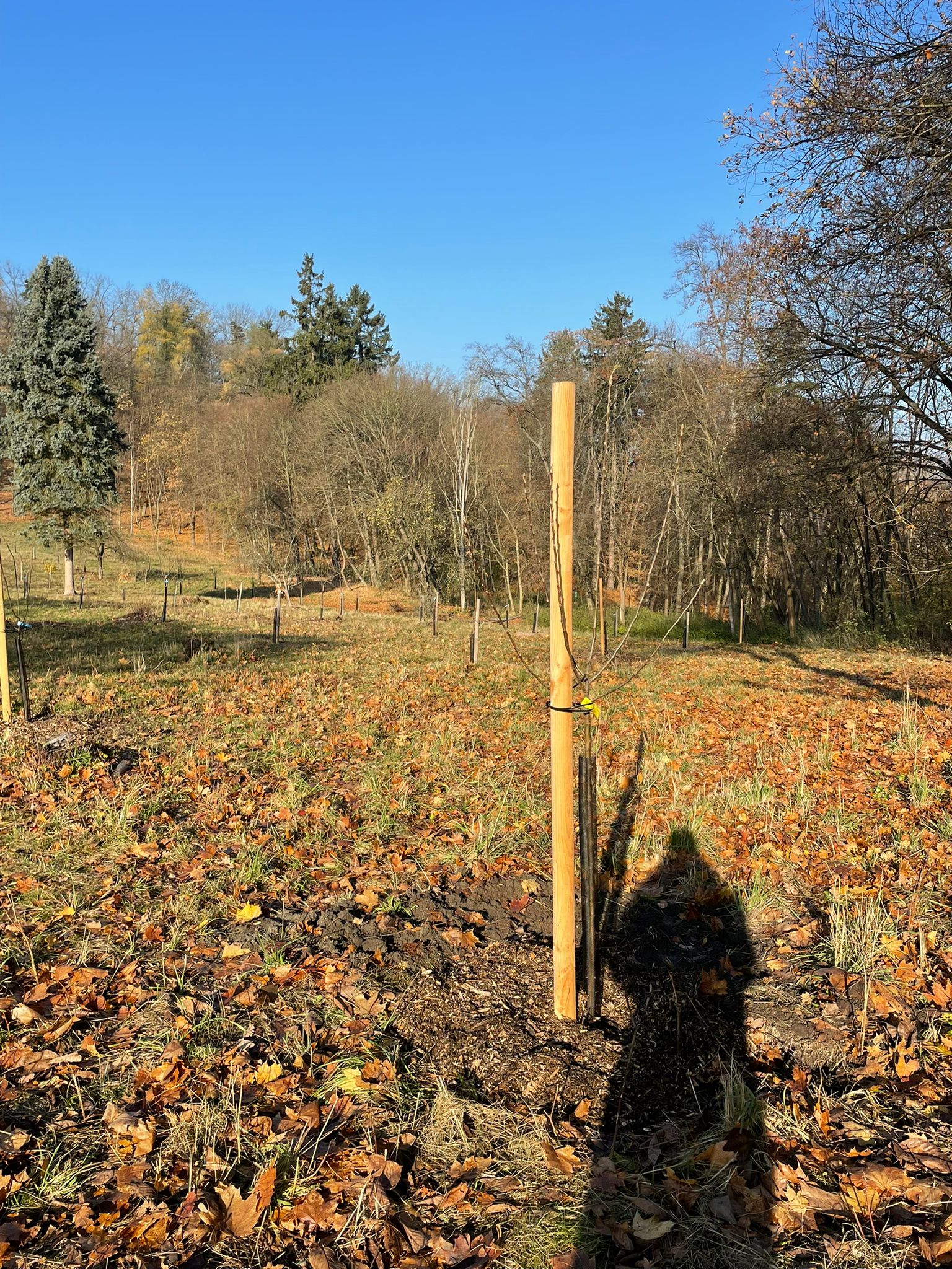 [2025-11-08]_sazeni_stromku_na_rene_0119