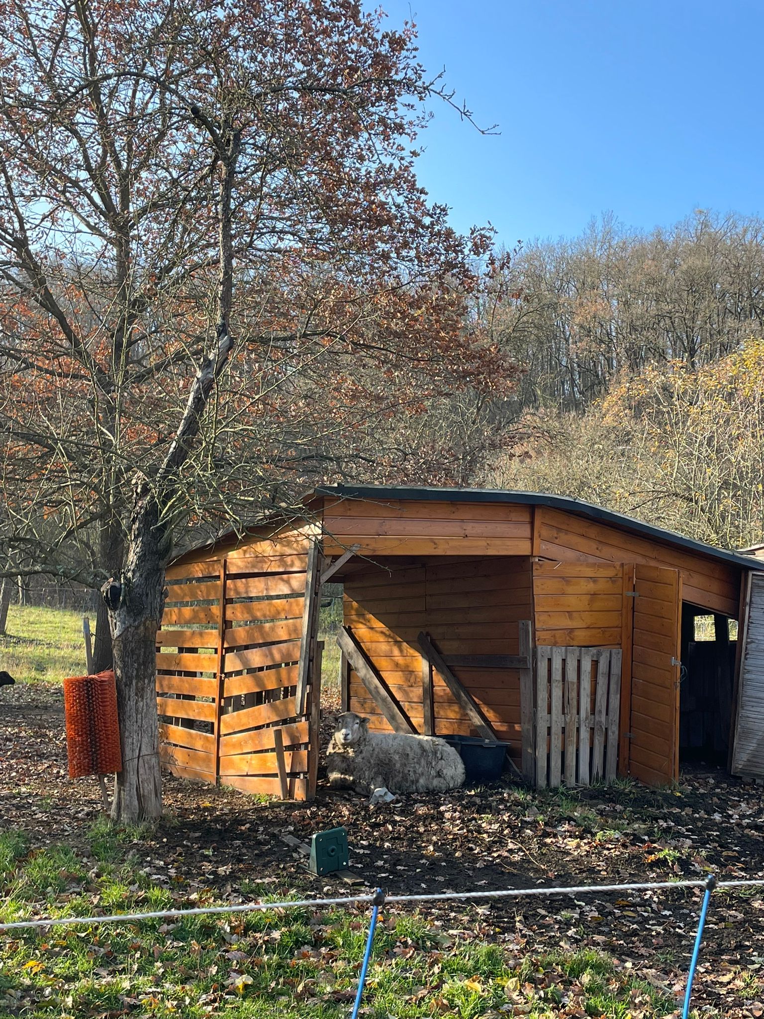 [2025-11-08]_sazeni_stromku_na_rene_0123