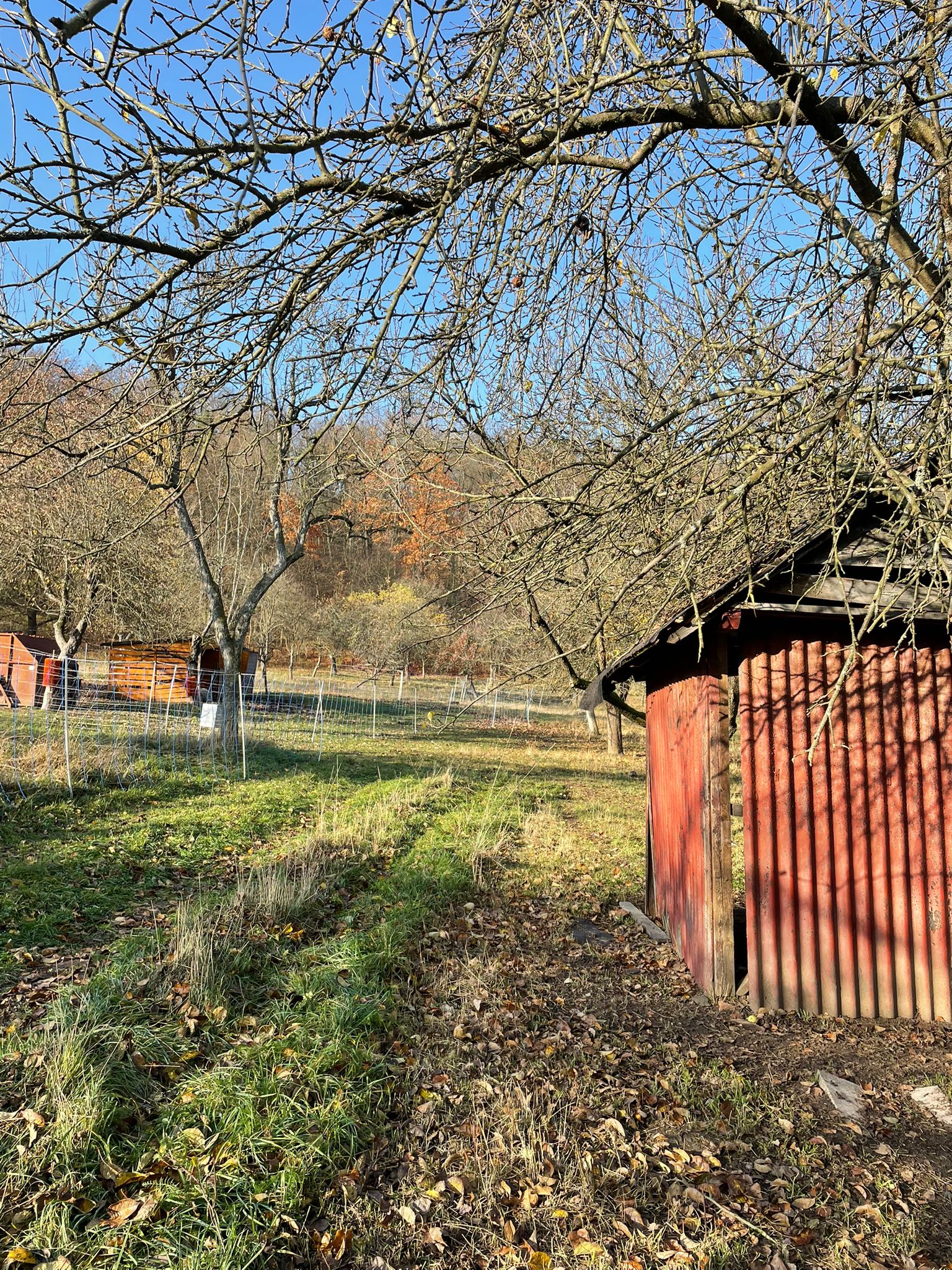 [2025-11-08]_sazeni_stromku_na_rene_0124