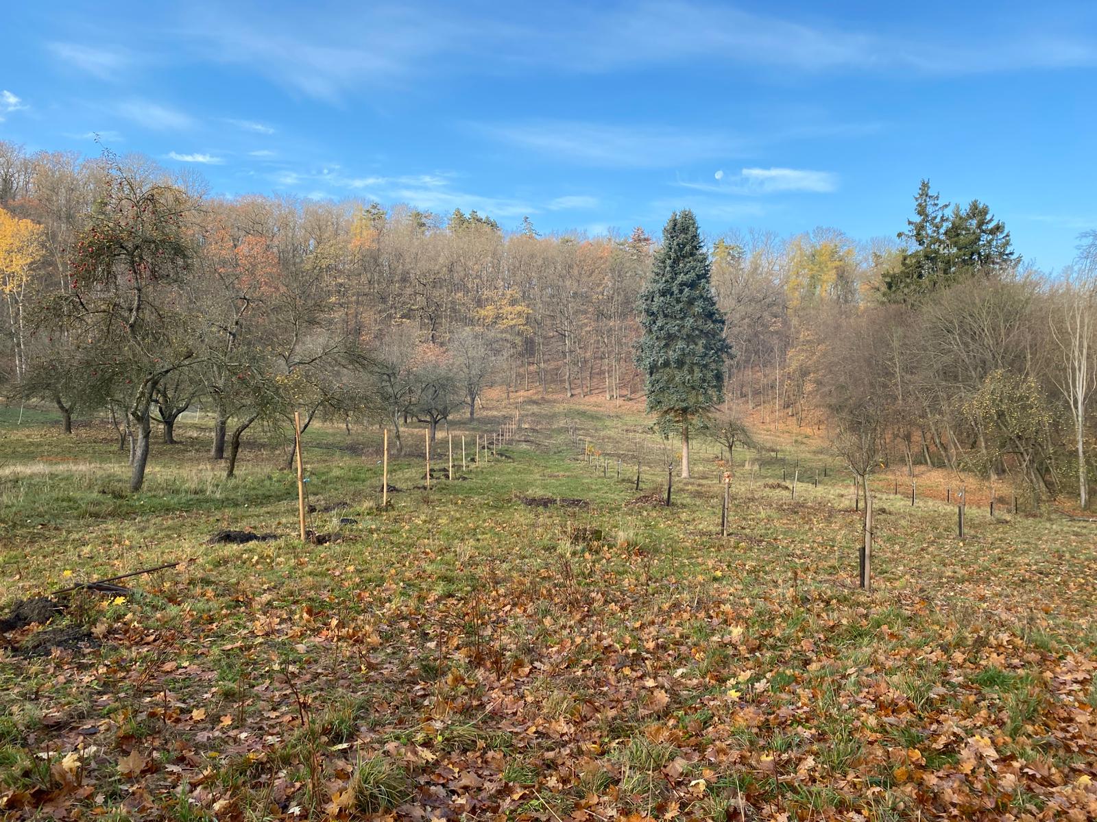 [2025-11-08]_sazeni_stromku_na_rene_0128