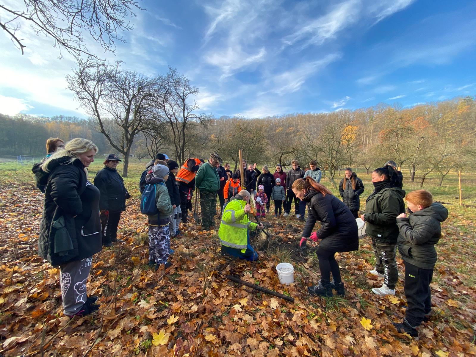 [2025-11-08]_sazeni_stromku_na_rene_0129