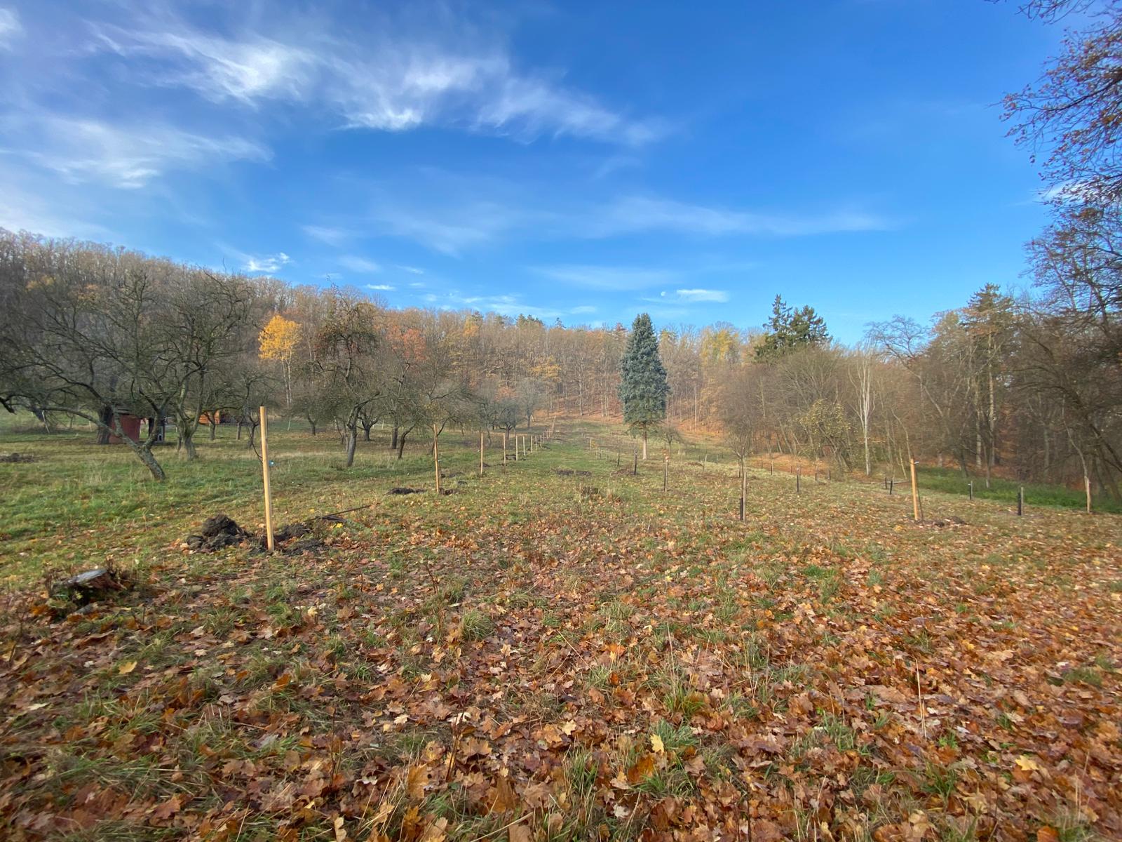 [2025-11-08]_sazeni_stromku_na_rene_0130