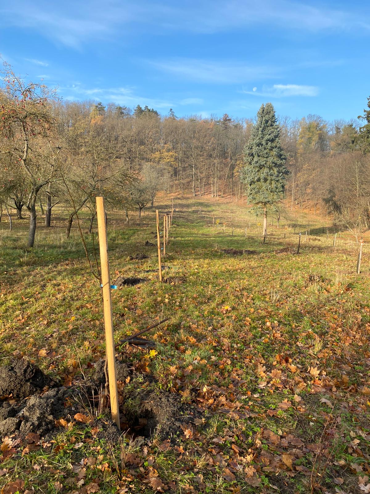 [2025-11-08]_sazeni_stromku_na_rene_0132