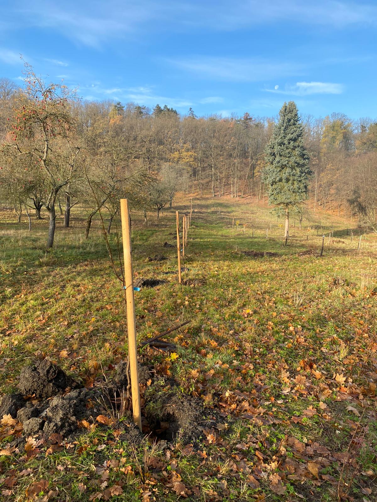 [2025-11-08]_sazeni_stromku_na_rene_0133