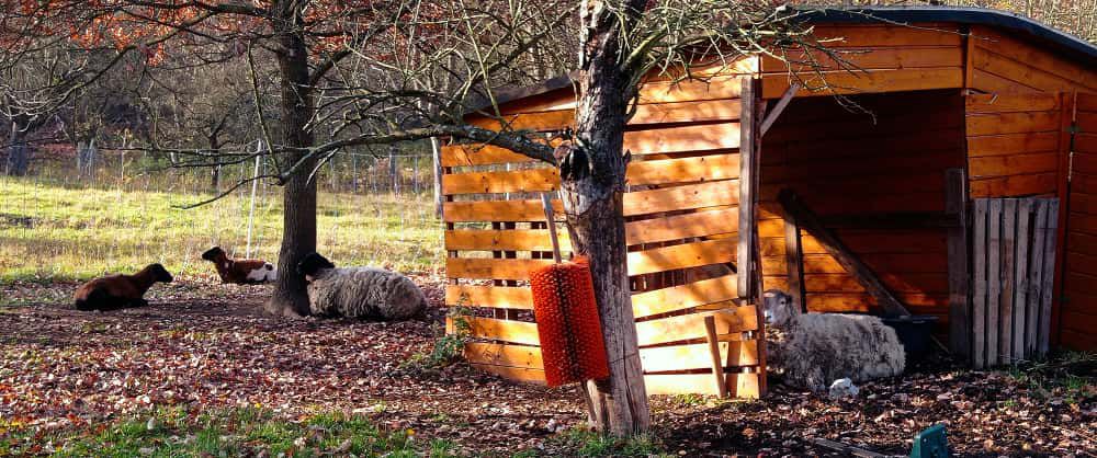 [2025-11-08]_sazeni_stromku_na_rene_0001