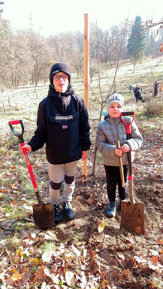 [2025-11-08]_sazeni_stromku_na_rene_0003