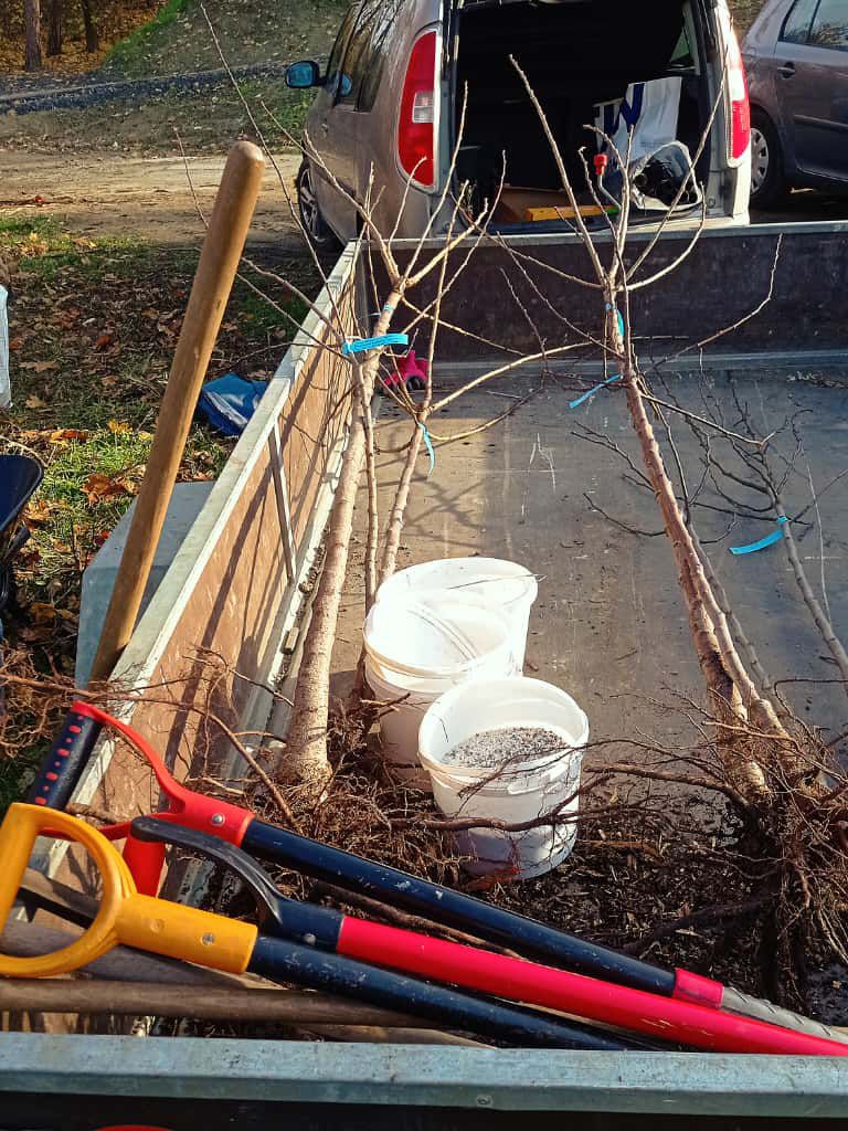 [2025-11-08]_sazeni_stromku_na_rene_0008