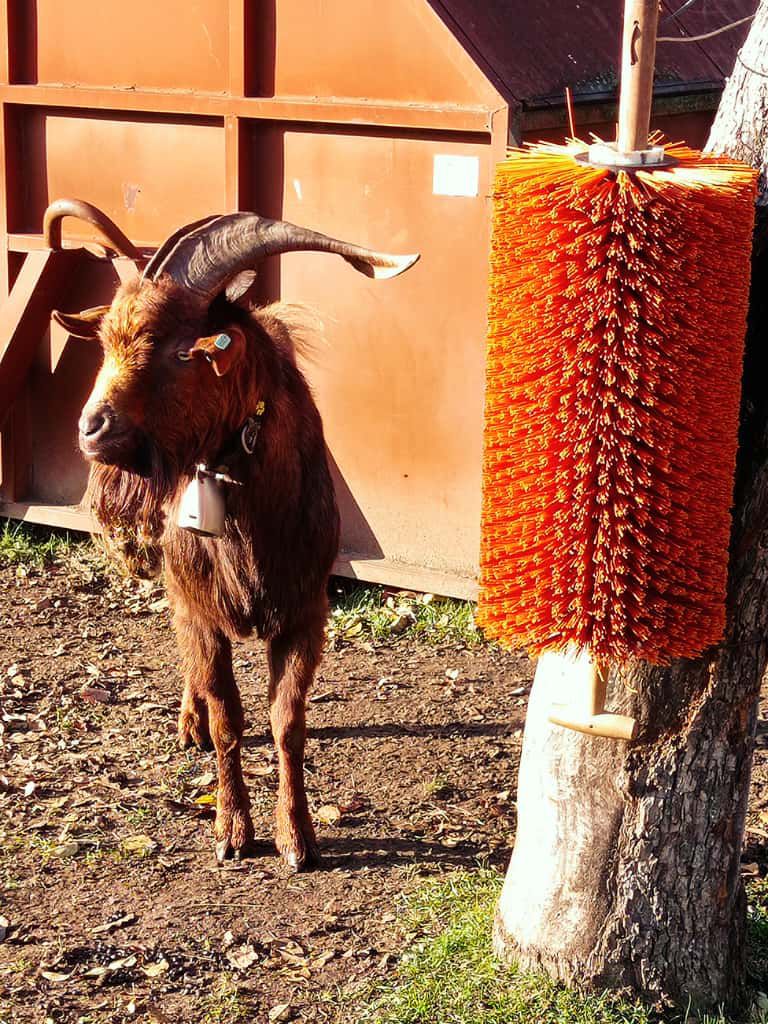 [2025-11-08]_sazeni_stromku_na_rene_0011