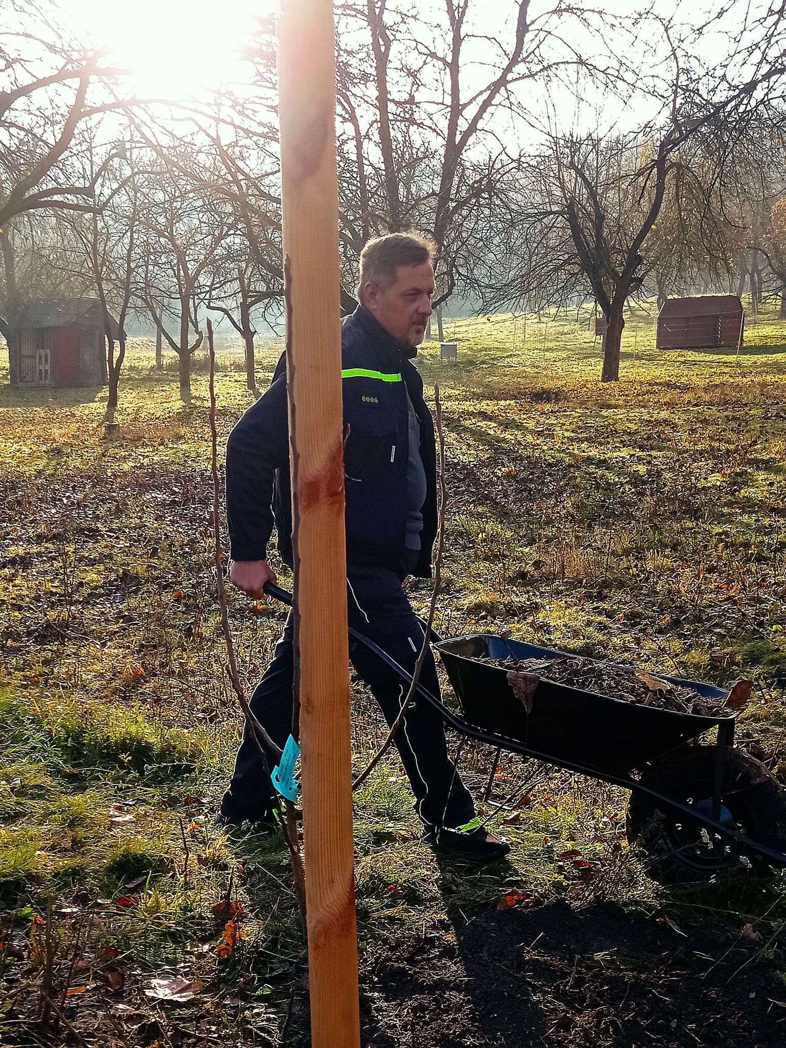 [2025-11-08]_sazeni_stromku_na_rene_0014