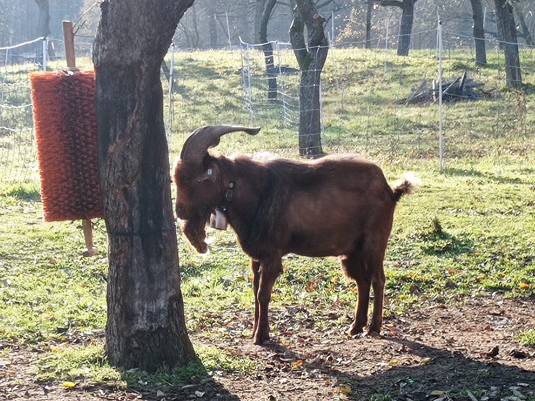 [2025-11-08]_sazeni_stromku_na_rene_0016