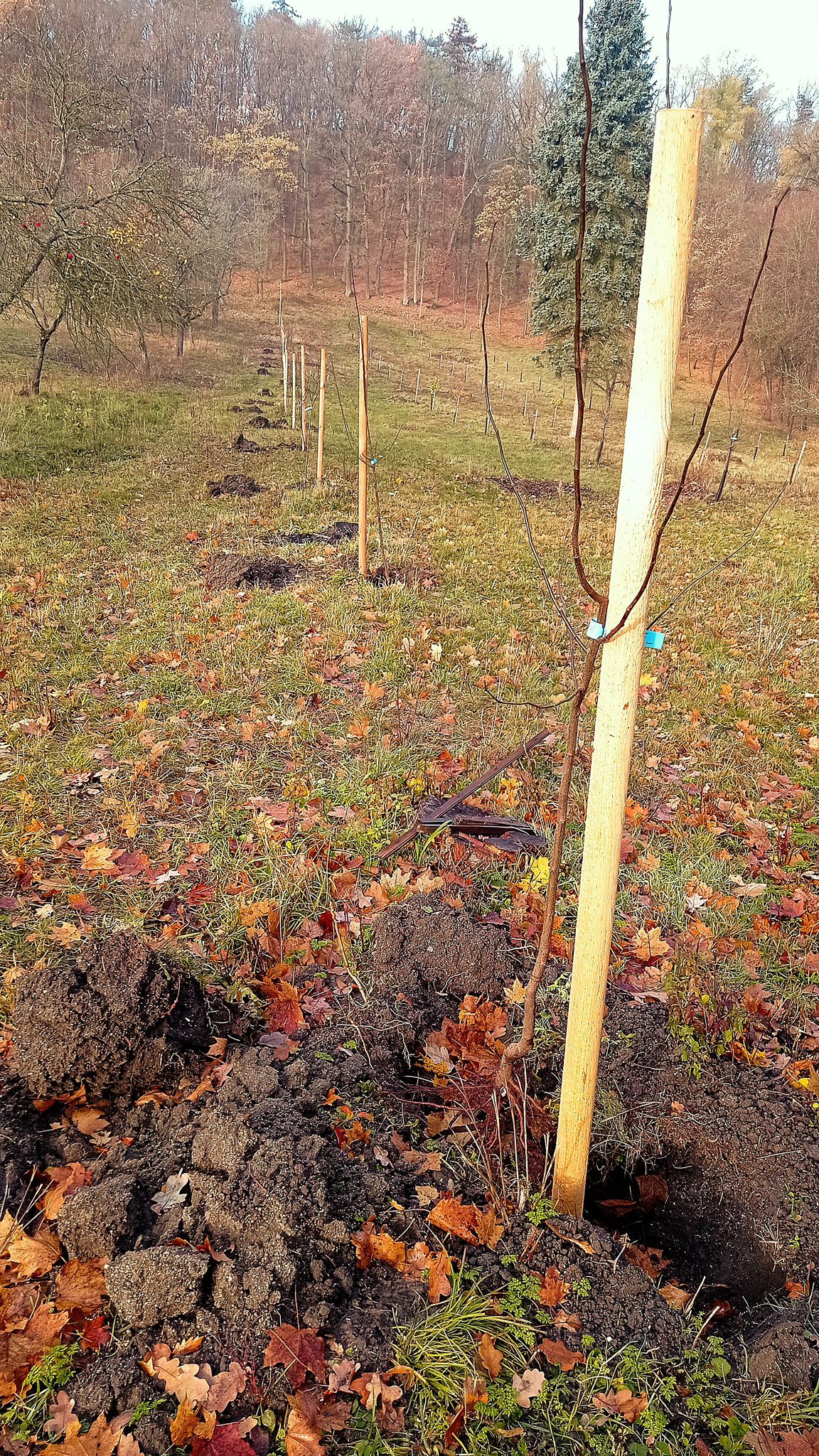 [2025-11-08]_sazeni_stromku_na_rene_0022