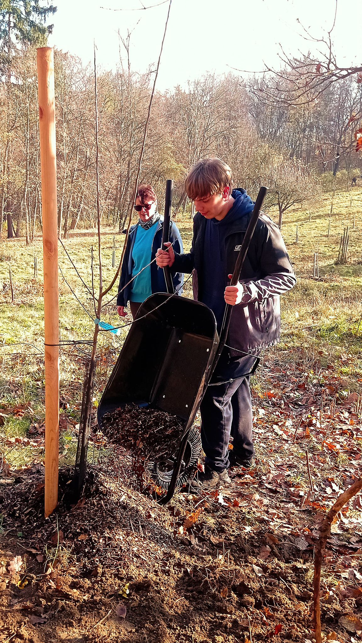 [2025-11-08]_sazeni_stromku_na_rene_0026