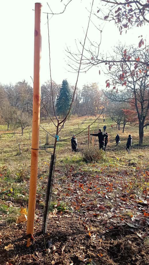 [2025-11-08]_sazeni_stromku_na_rene_0028