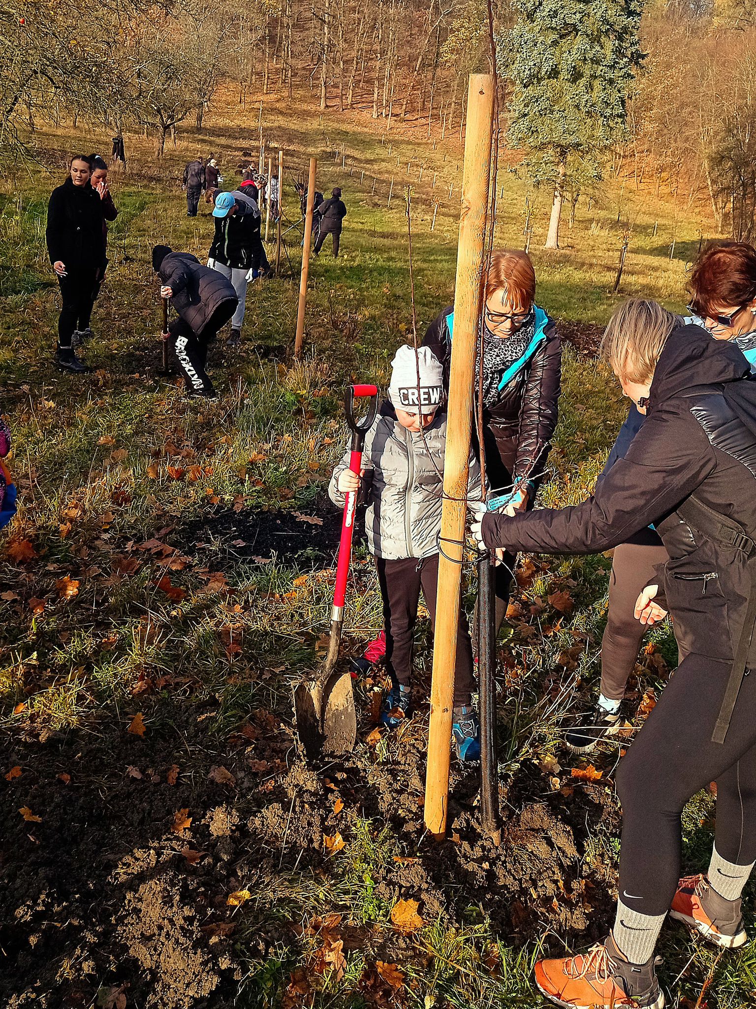 [2025-11-08]_sazeni_stromku_na_rene_0029