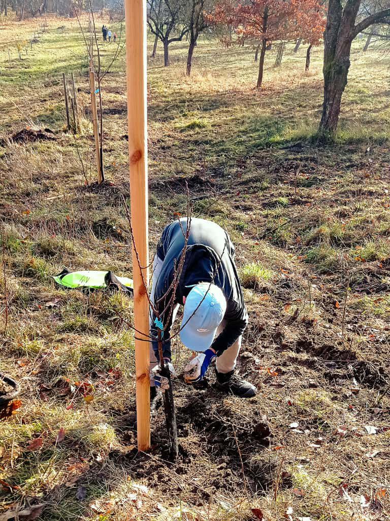 [2025-11-08]_sazeni_stromku_na_rene_0030