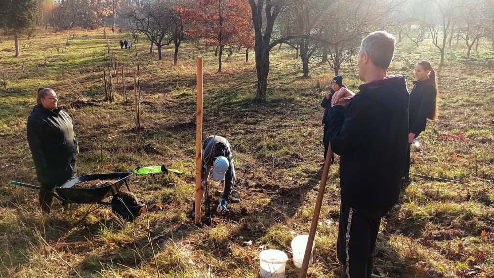 [2025-11-08]_sazeni_stromku_na_rene_0031