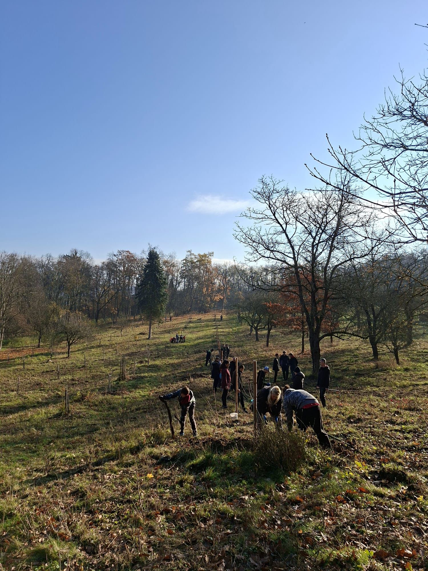 [2025-11-08]_sazeni_stromku_na_rene_0040