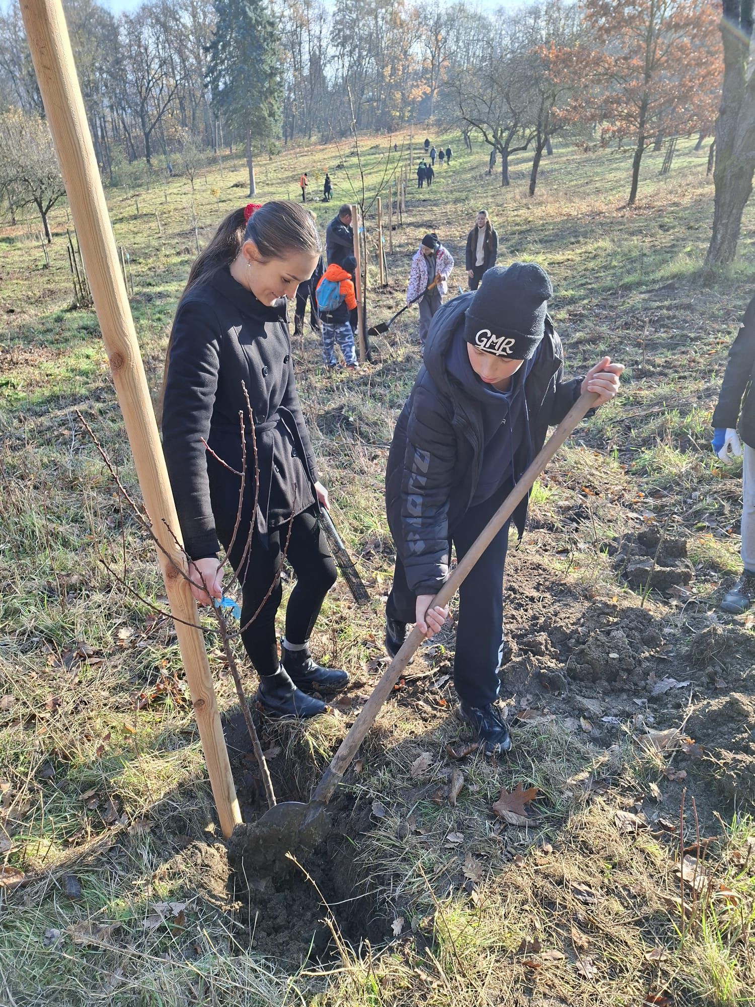 [2025-11-08]_sazeni_stromku_na_rene_0044