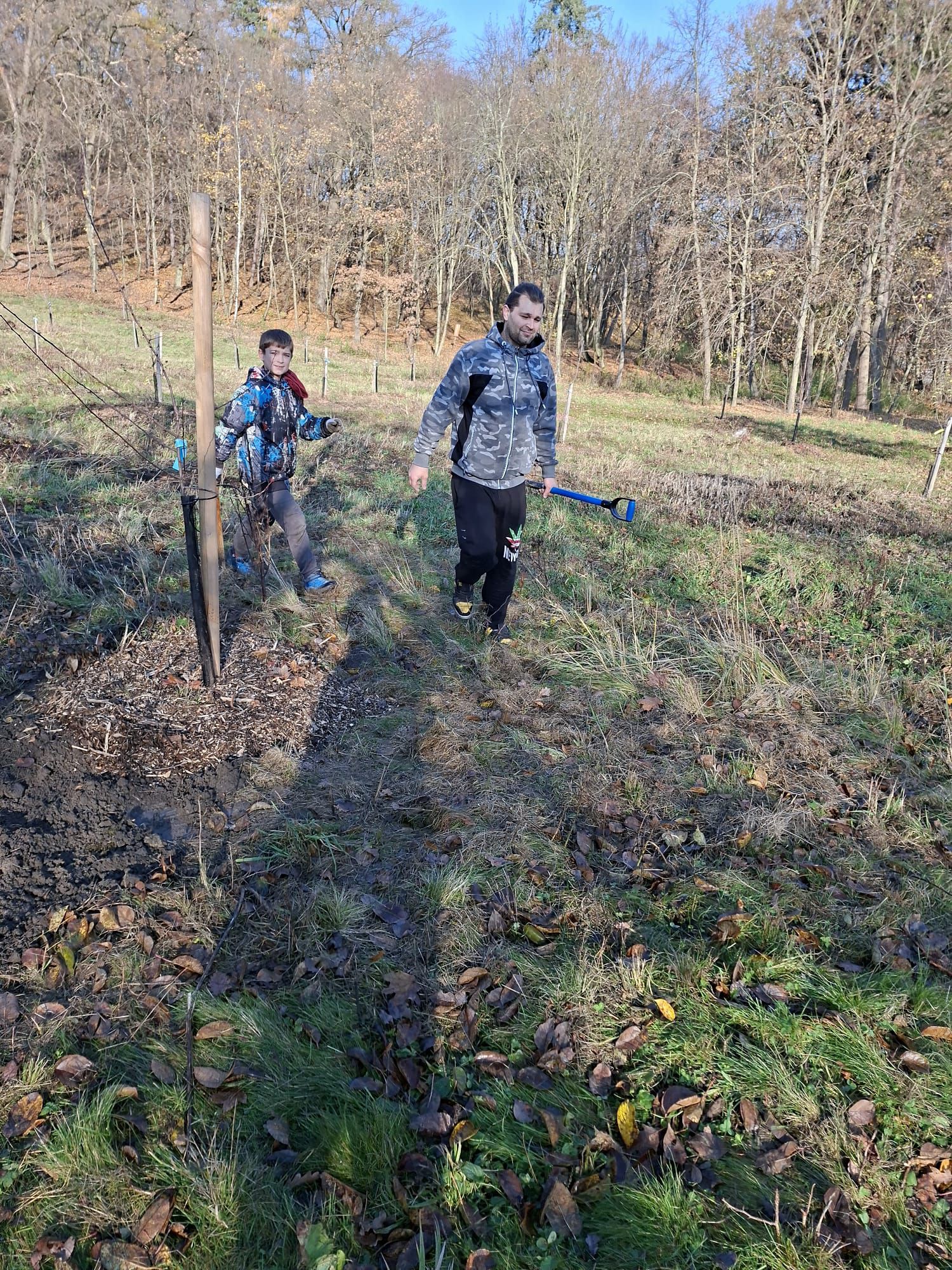 [2025-11-08]_sazeni_stromku_na_rene_0045