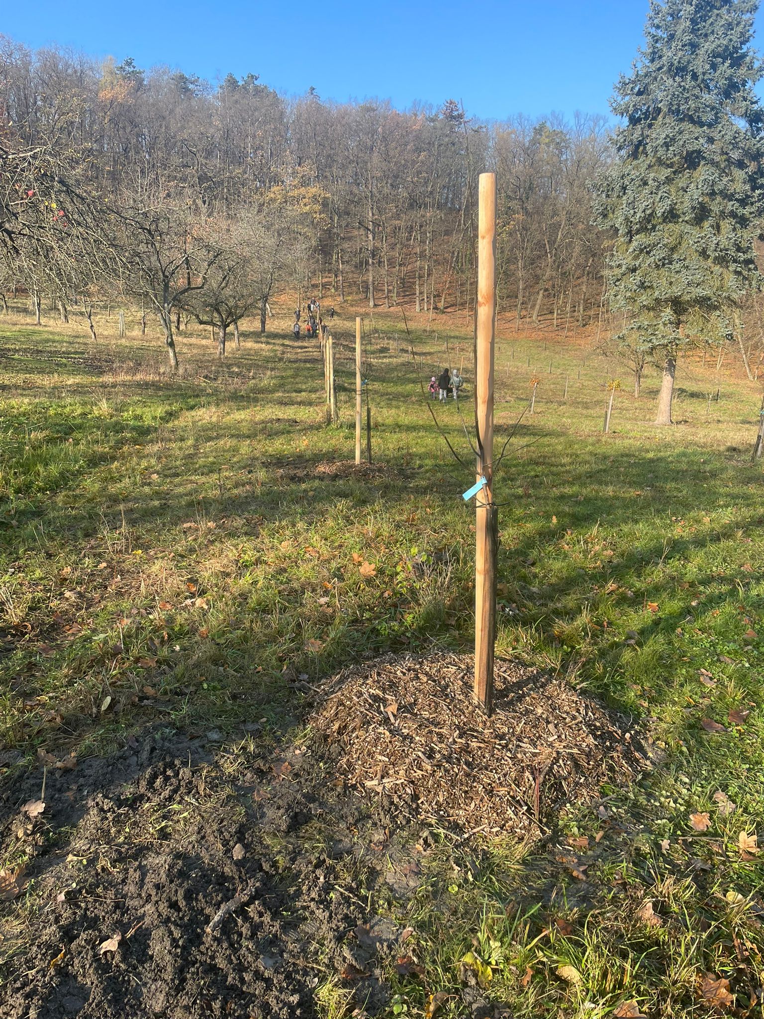 [2025-11-08]_sazeni_stromku_na_rene_0077