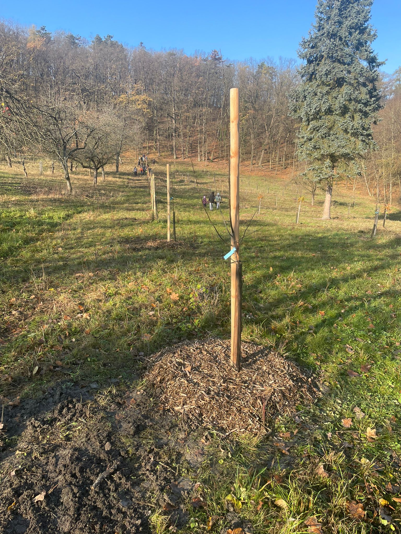 [2025-11-08]_sazeni_stromku_na_rene_0078