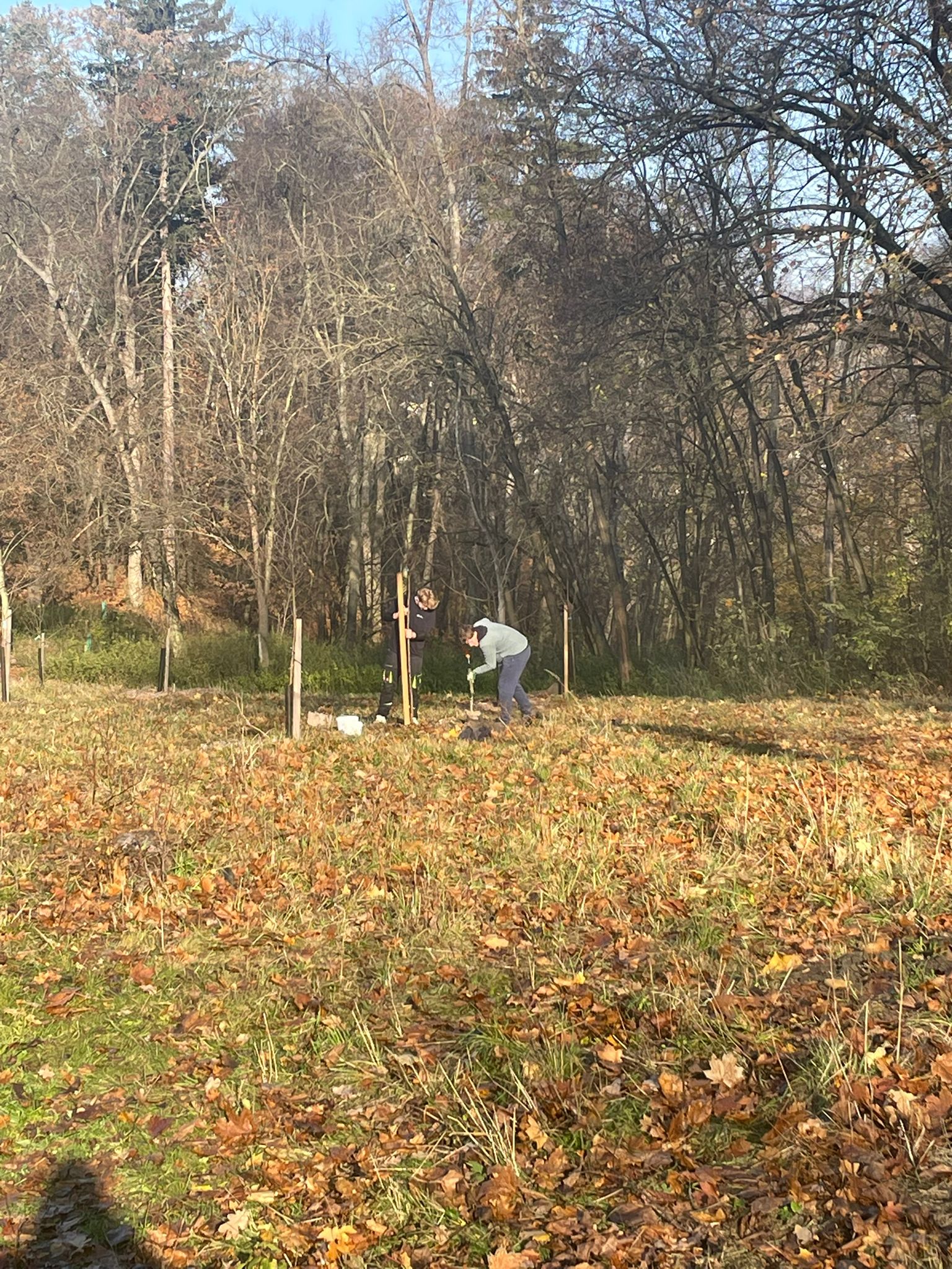 [2025-11-08]_sazeni_stromku_na_rene_0079