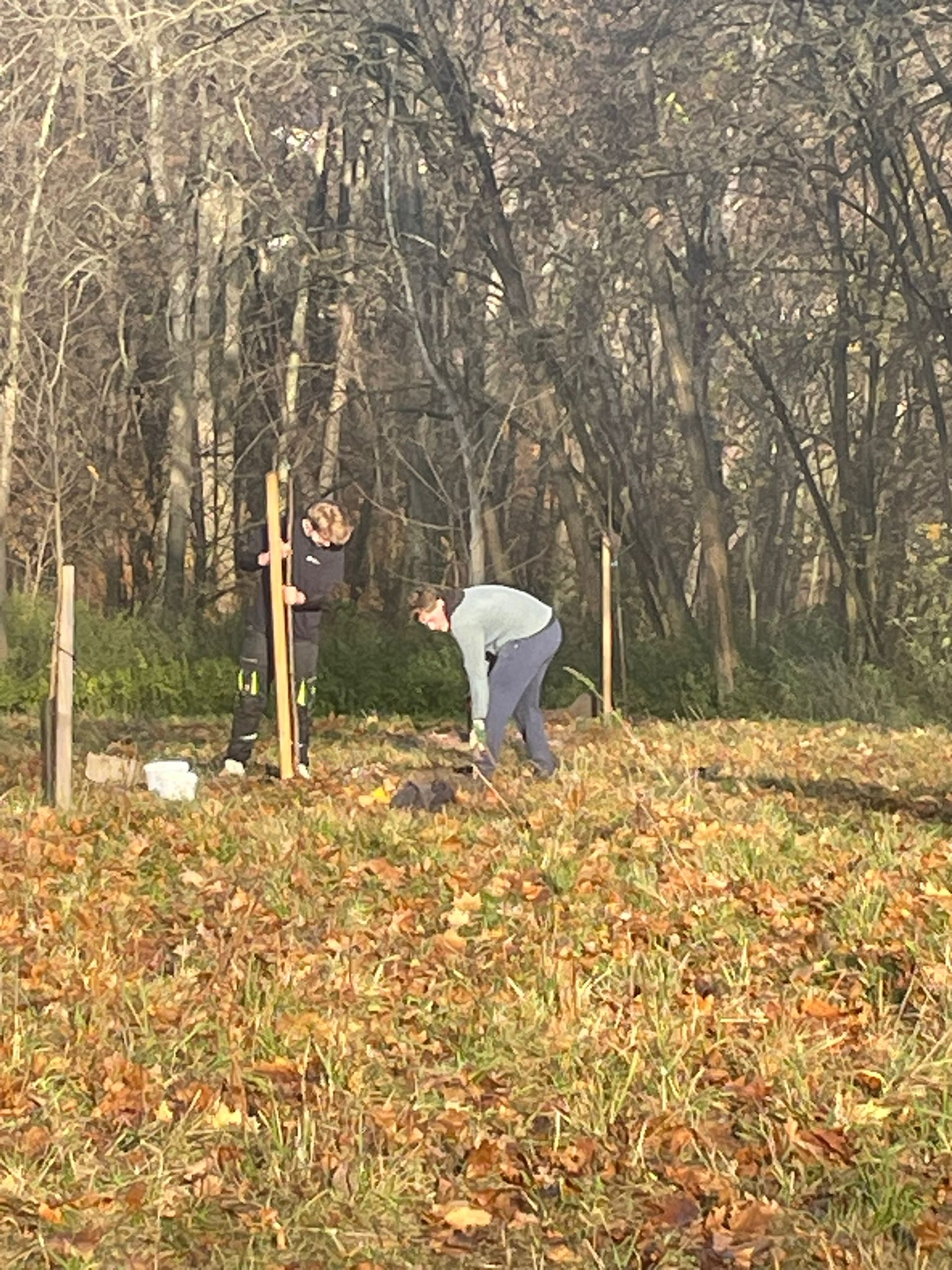 [2025-11-08]_sazeni_stromku_na_rene_0080