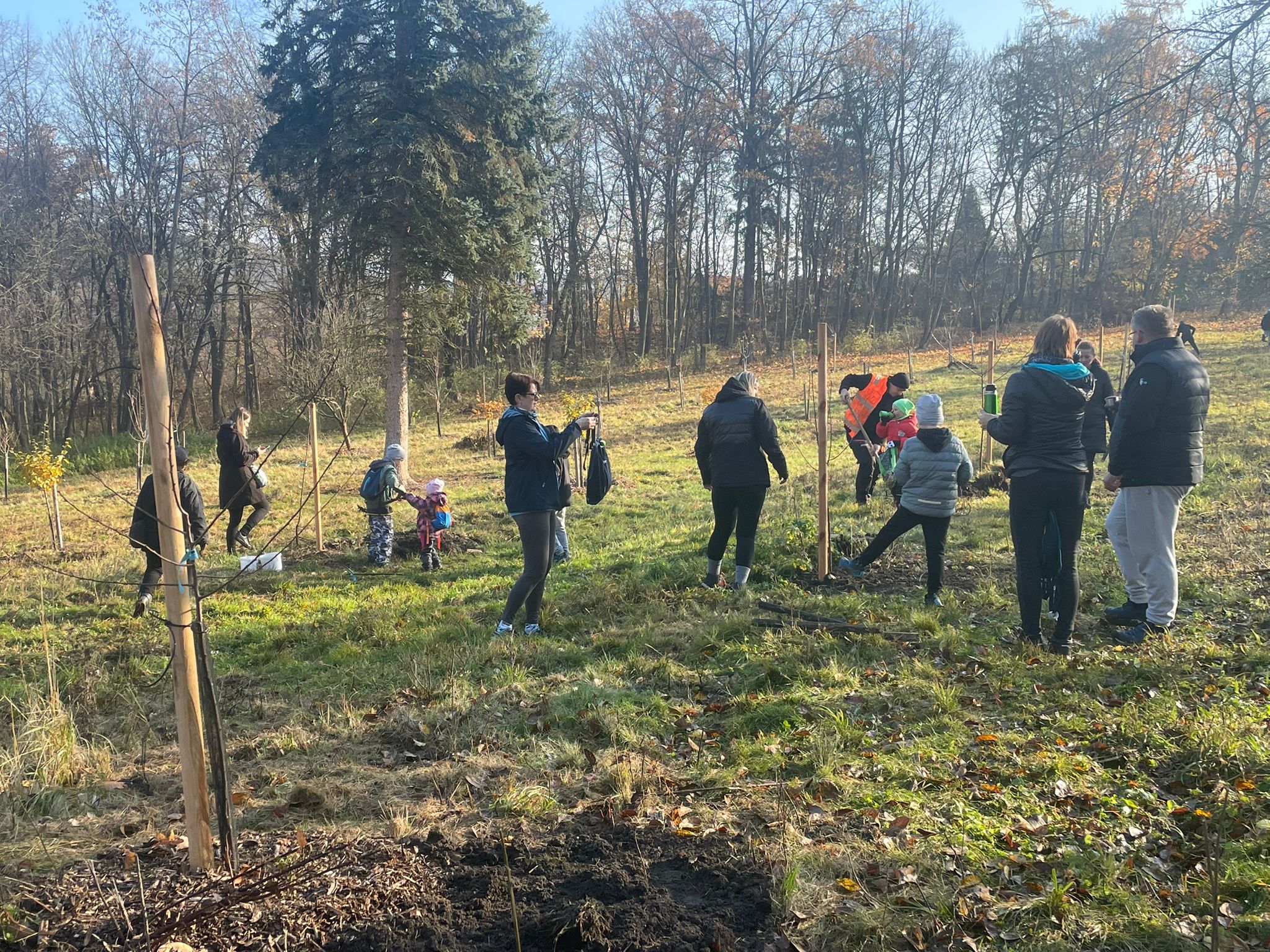 [2025-11-08]_sazeni_stromku_na_rene_0084