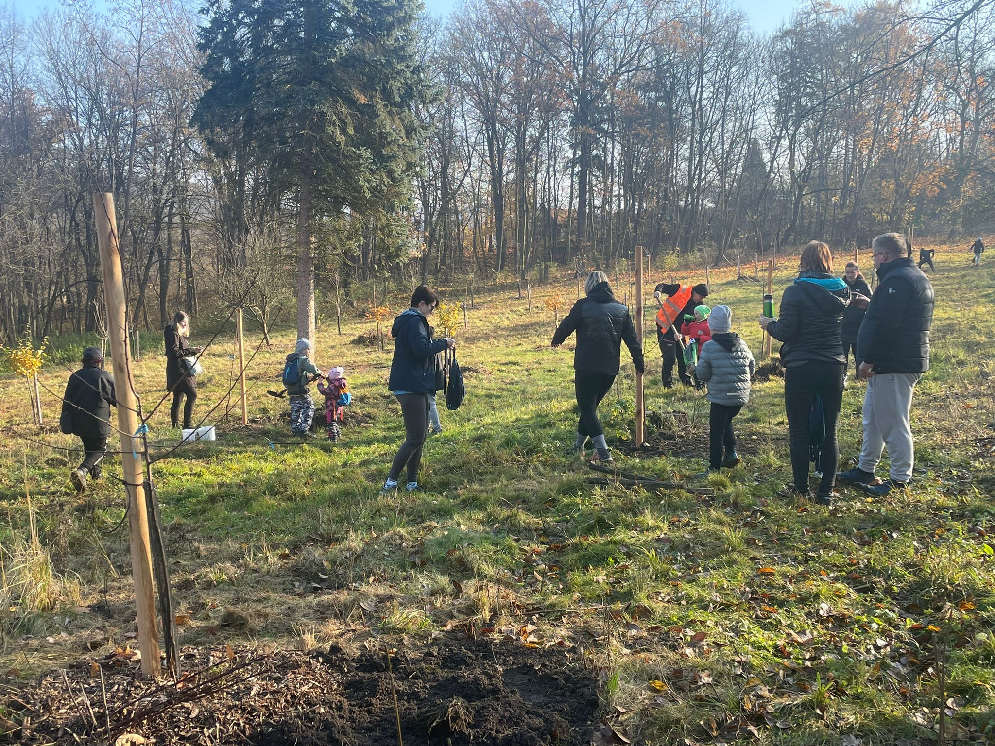 [2025-11-08]_sazeni_stromku_na_rene_0085