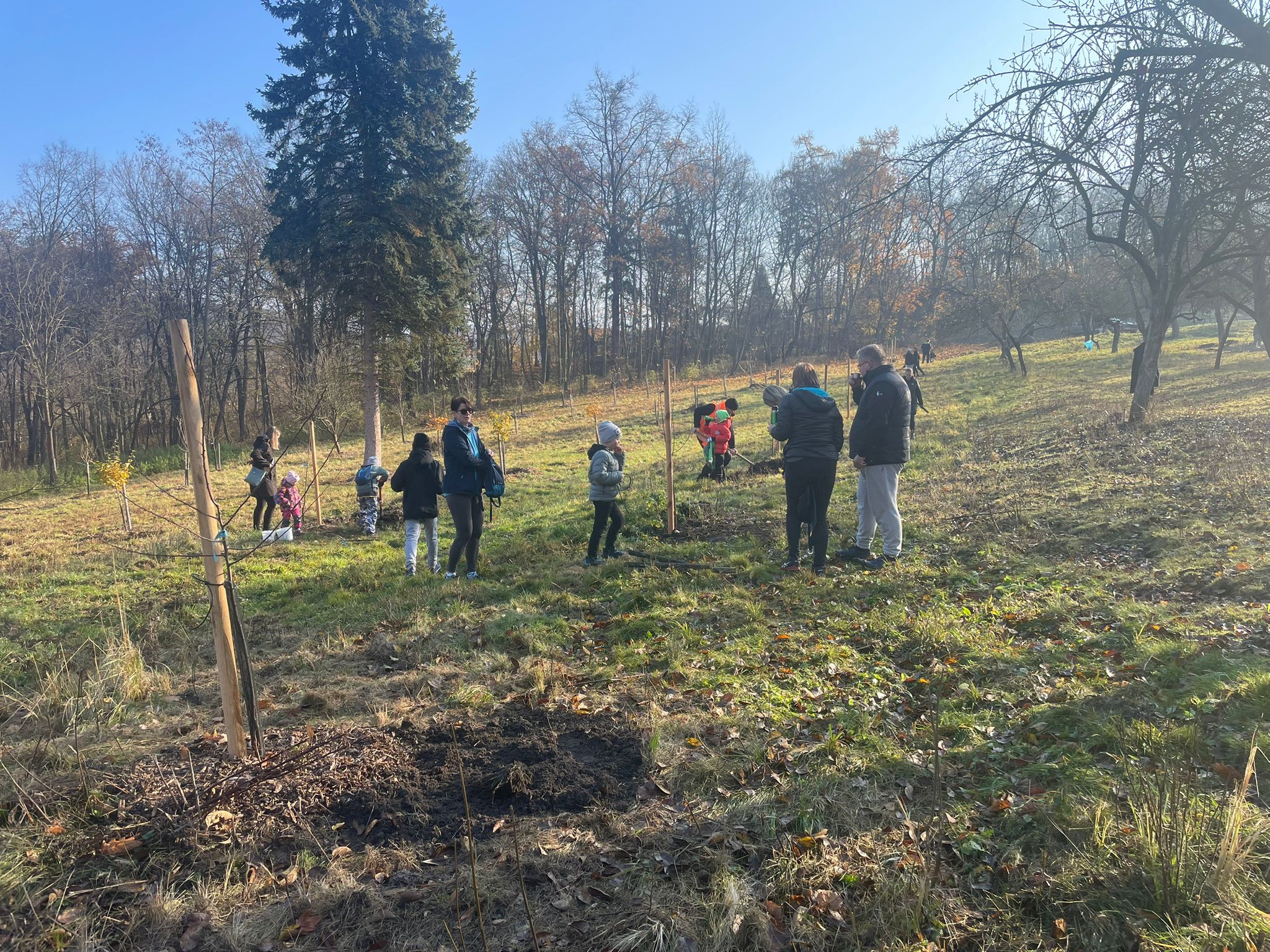 [2025-11-08]_sazeni_stromku_na_rene_0087