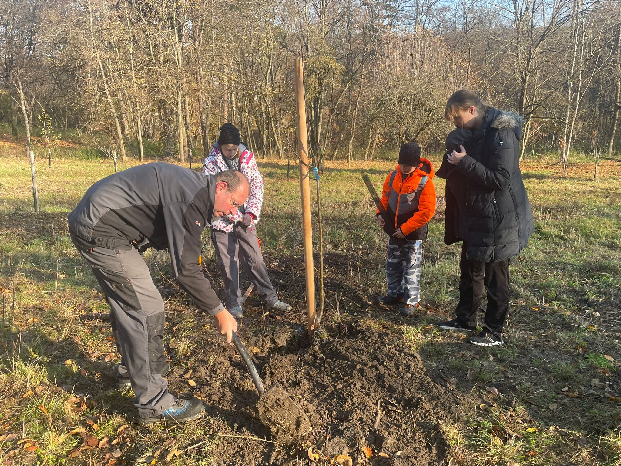 [2025-11-08]_sazeni_stromku_na_rene_0088