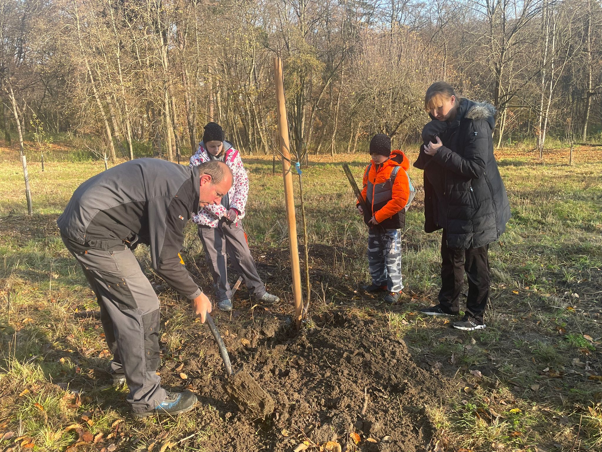 [2025-11-08]_sazeni_stromku_na_rene_0089