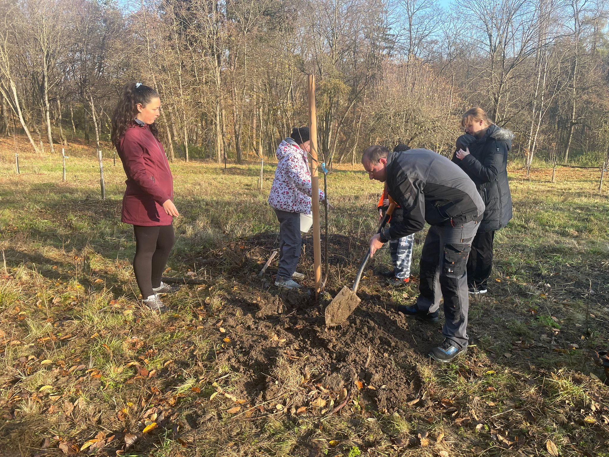 [2025-11-08]_sazeni_stromku_na_rene_0096