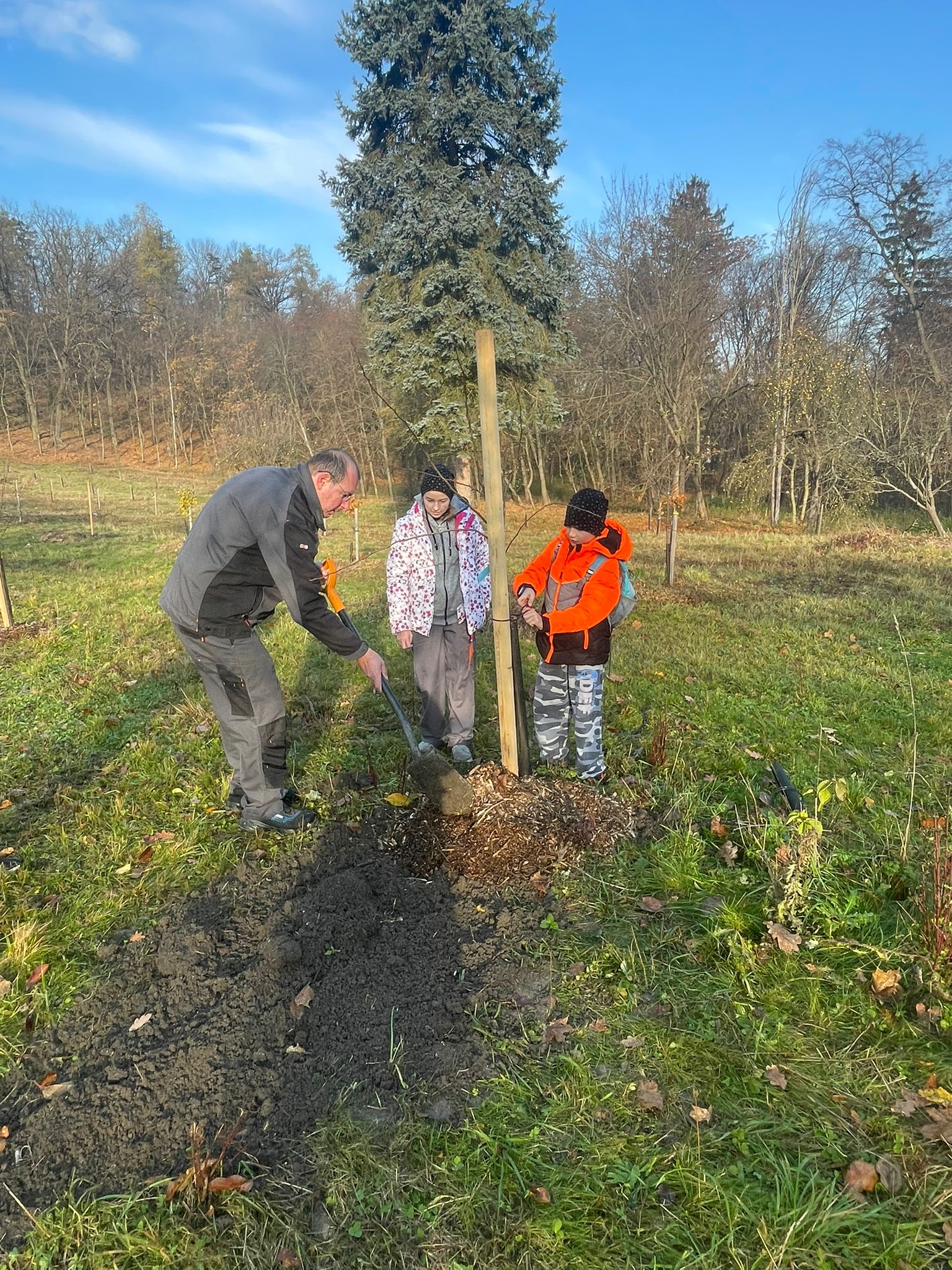 [2025-11-08]_sazeni_stromku_na_rene_0098
