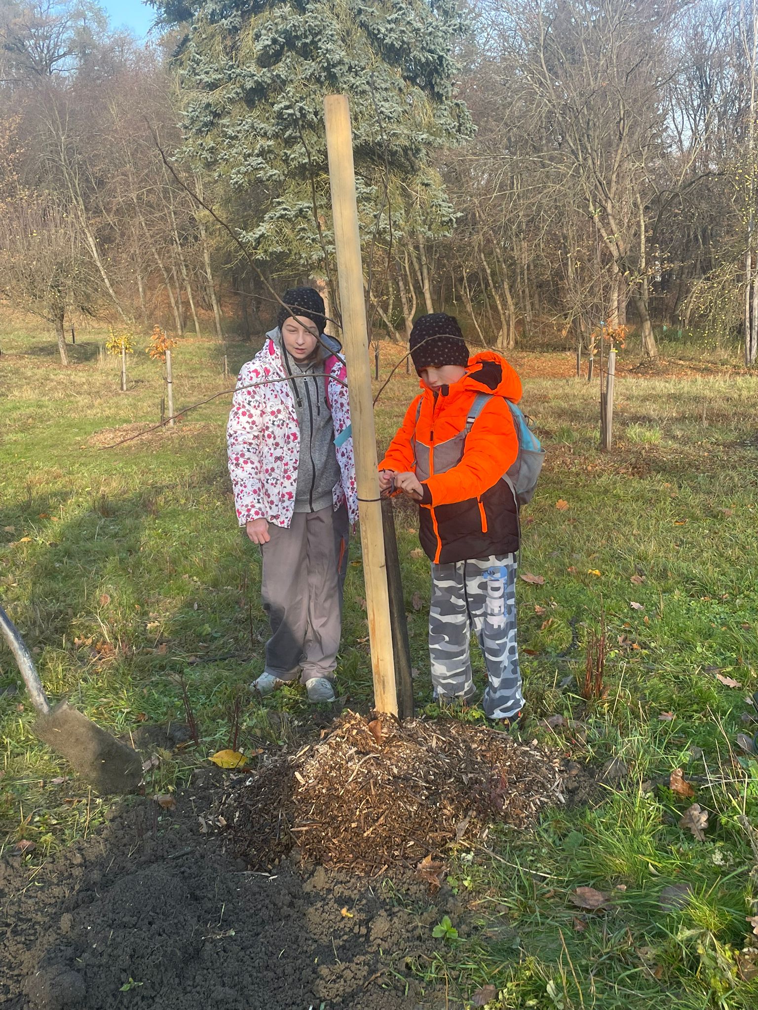 [2025-11-08]_sazeni_stromku_na_rene_0099