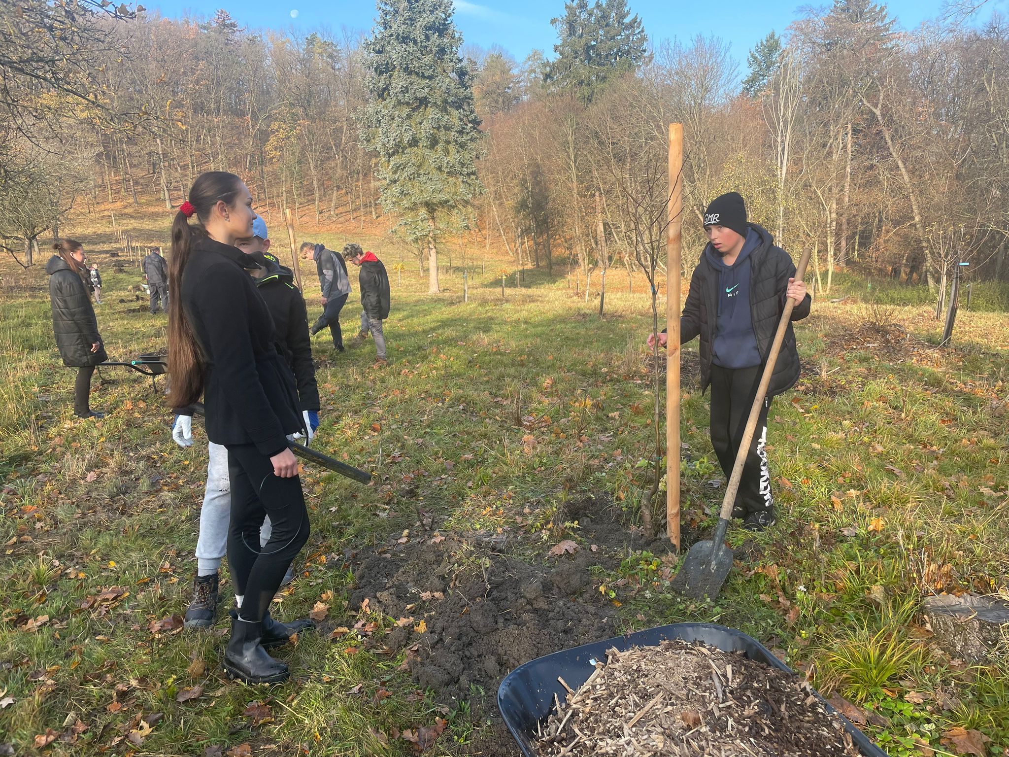 [2025-11-08]_sazeni_stromku_na_rene_0106