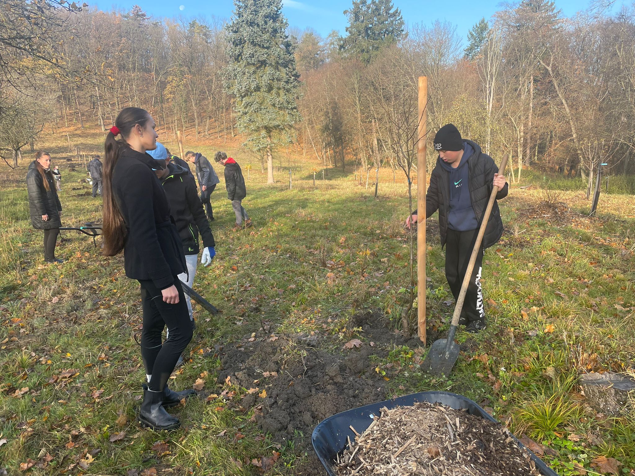 [2025-11-08]_sazeni_stromku_na_rene_0107