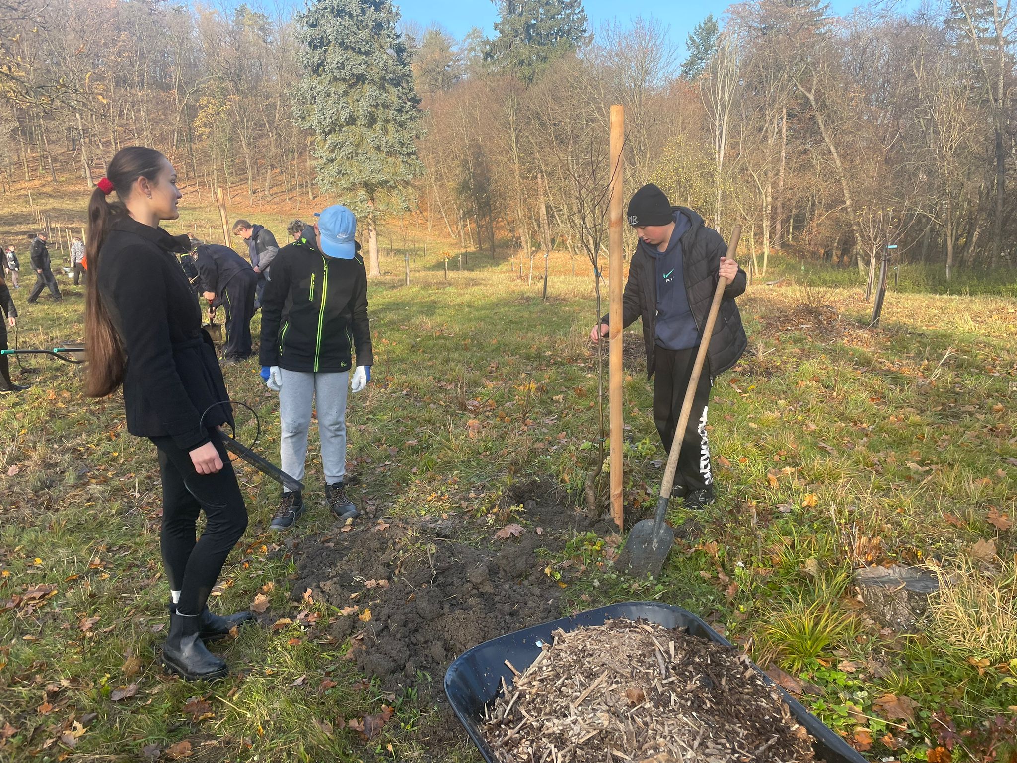 [2025-11-08]_sazeni_stromku_na_rene_0108