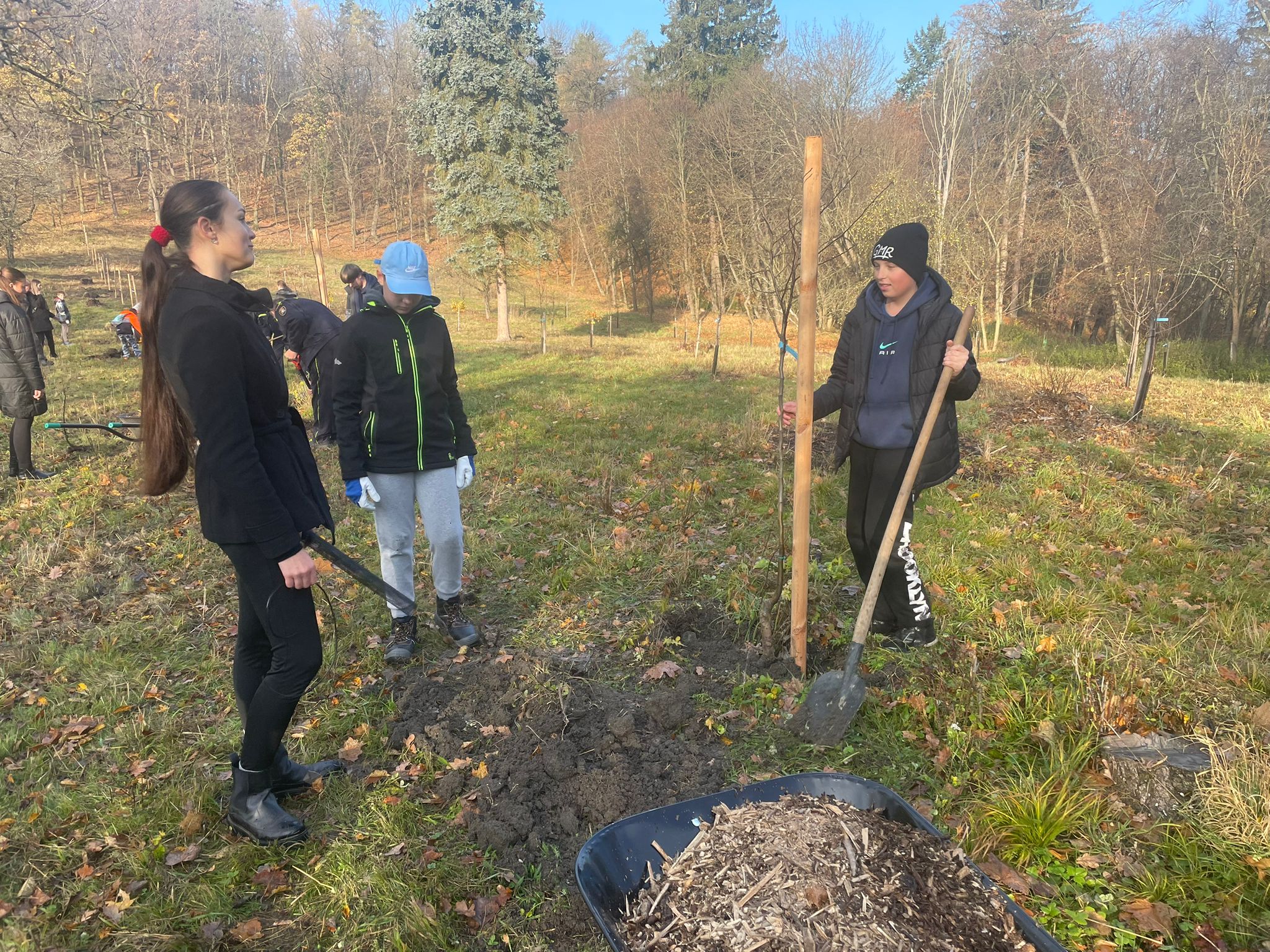 [2025-11-08]_sazeni_stromku_na_rene_0109